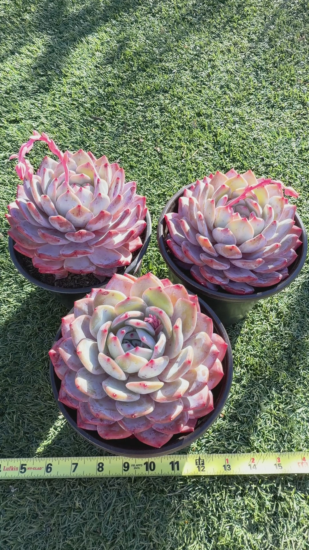 Rare Echeveria Giant Monroe | Large Rosette or Two-Head Succulent | Huamoo Amigo Farm