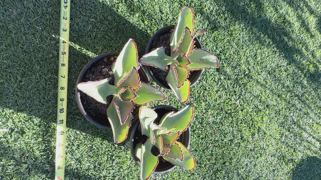 Echeveria × Kalanchoe ‘Synsepala’ – Imported Live Succulent & CA‑Acclimated