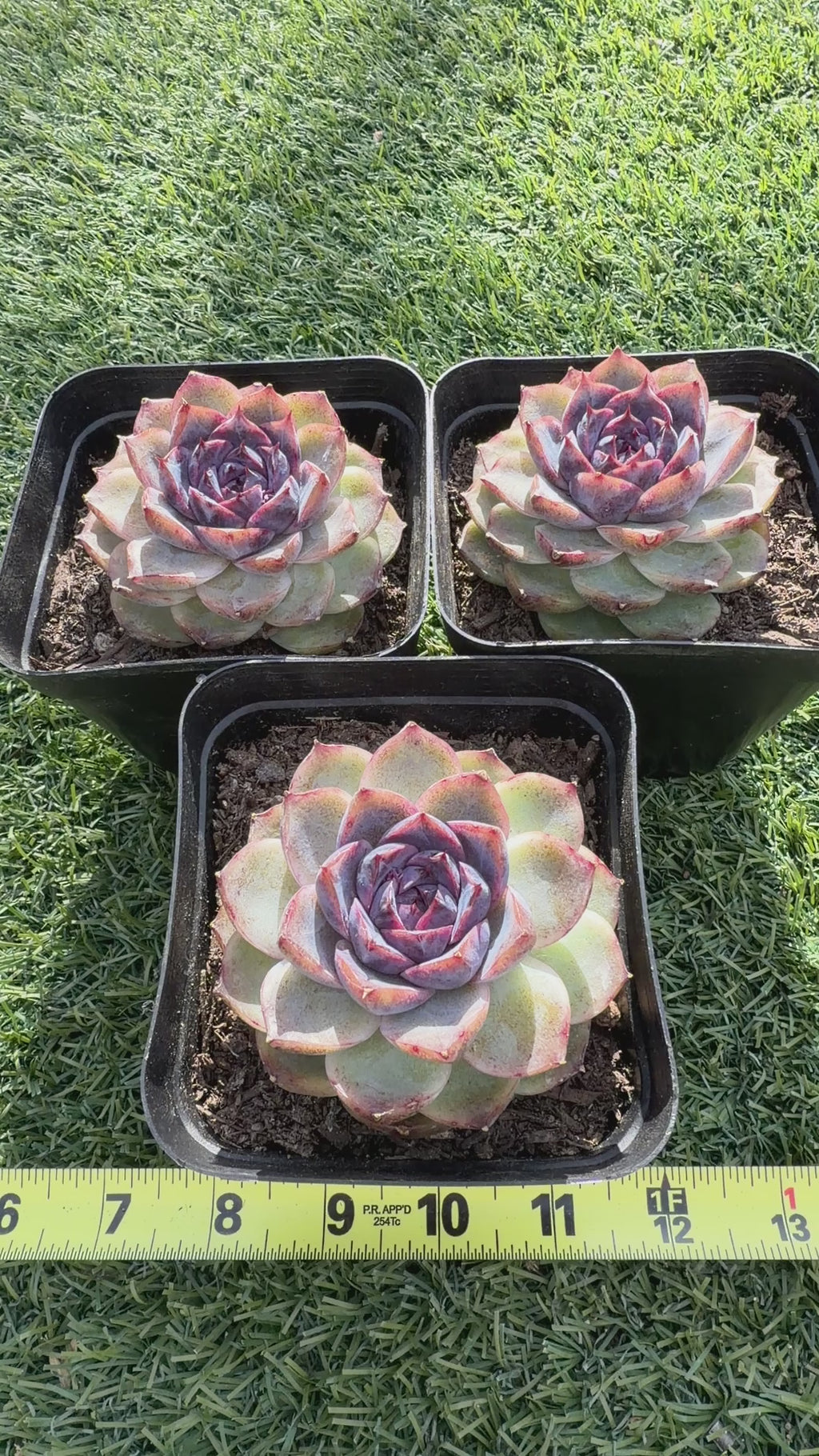 Rare Echeveria 'Superior Treasure' — Deep Rose & Plum Rosette Succulent (Collector Grade)