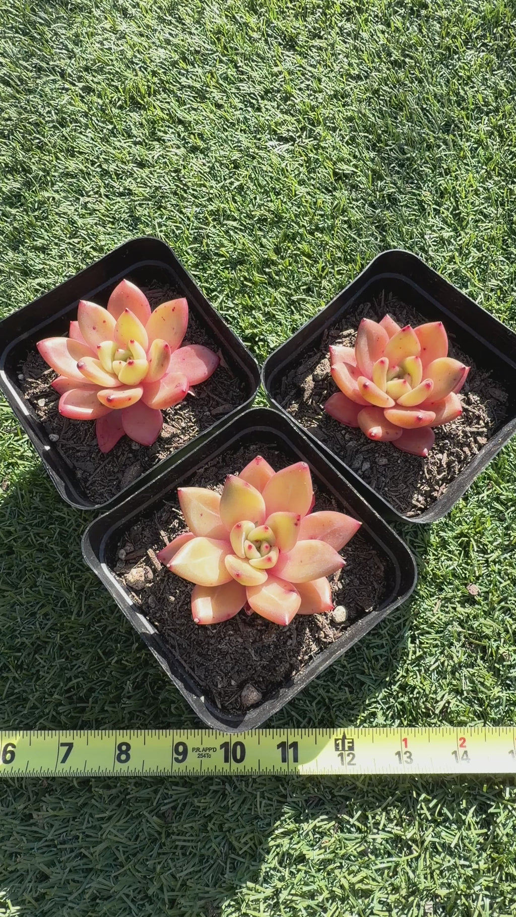 Echeveria ‘Champagne’ – Rare Imported Succulent, Acclimated & Shipped from California