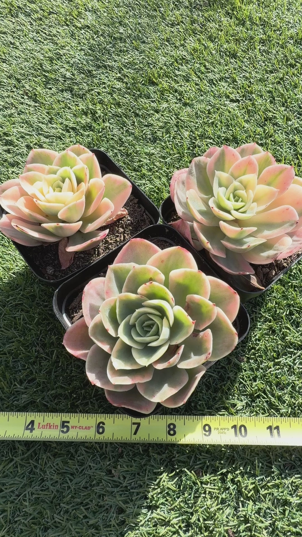 Rare Echeveria 'Variegated White Maria’ — 4.5" Collector‑Grade Succulent | USDA‑APHIS Permitted | Grown at Huamoo Amigo