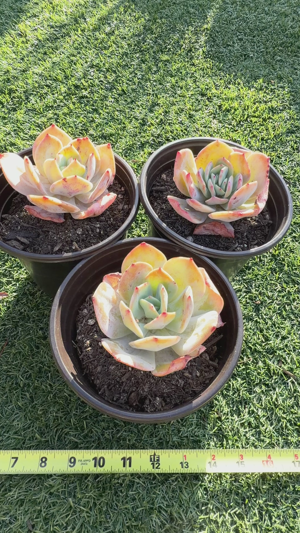 Rare Echeveria Hakuhou | Imported Live Succulent | Huamoo Amigo Farm