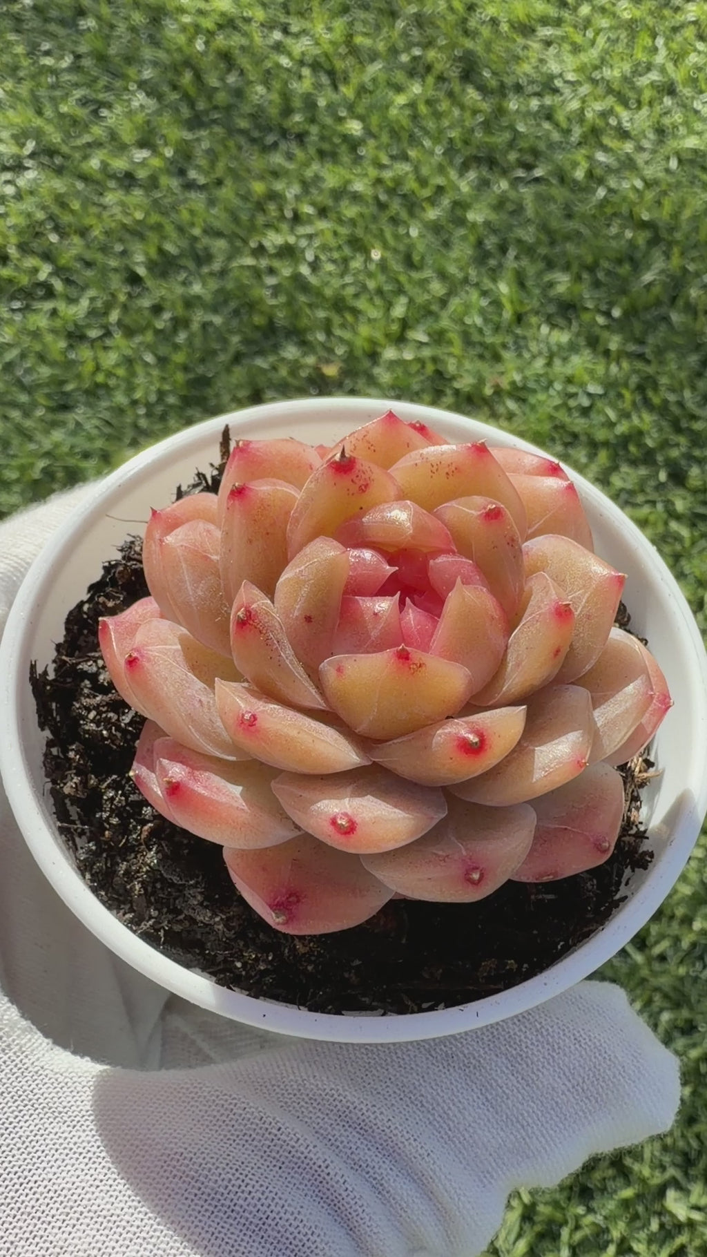 Echeveria Sweetheart Series Succulent | Rare Imported | Rooted 3” Live Plant | Shipped from California