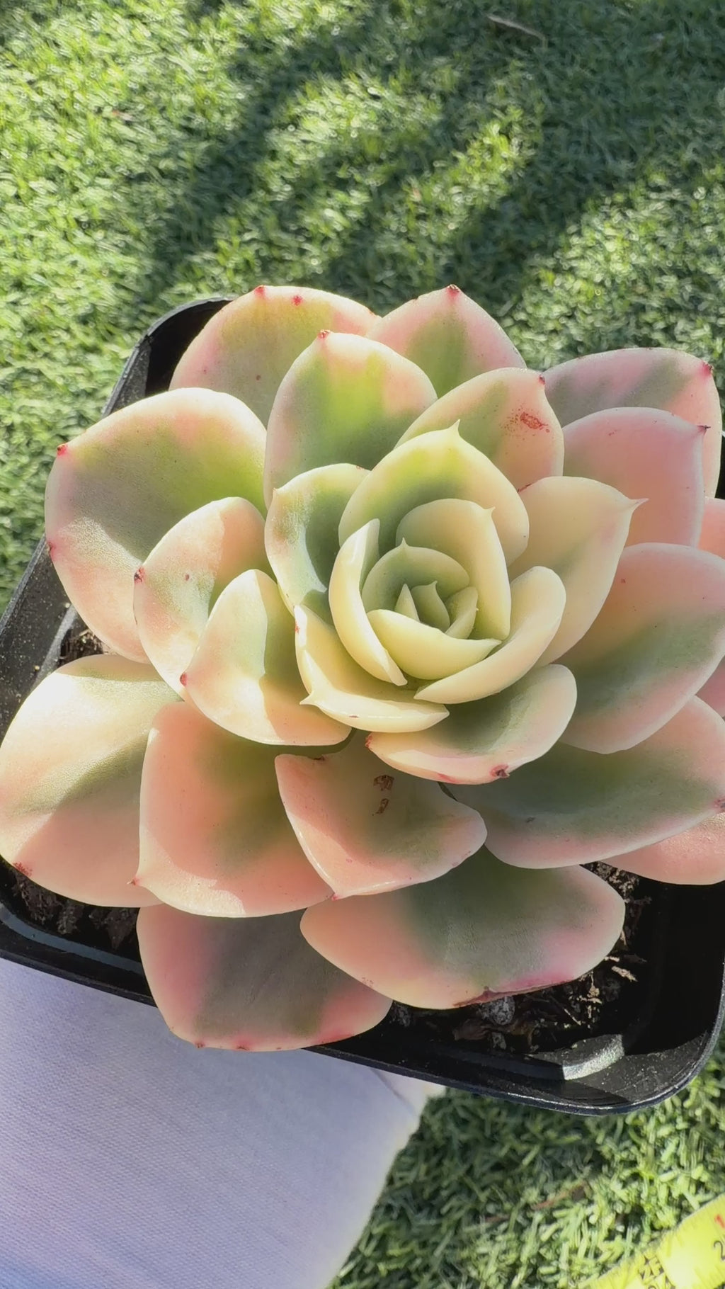 Rare Echeveria 'Variegated White Maria’ — 4.5" Collector‑Grade Succulent | USDA‑APHIS Permitted | Grown at Huamoo Amigo