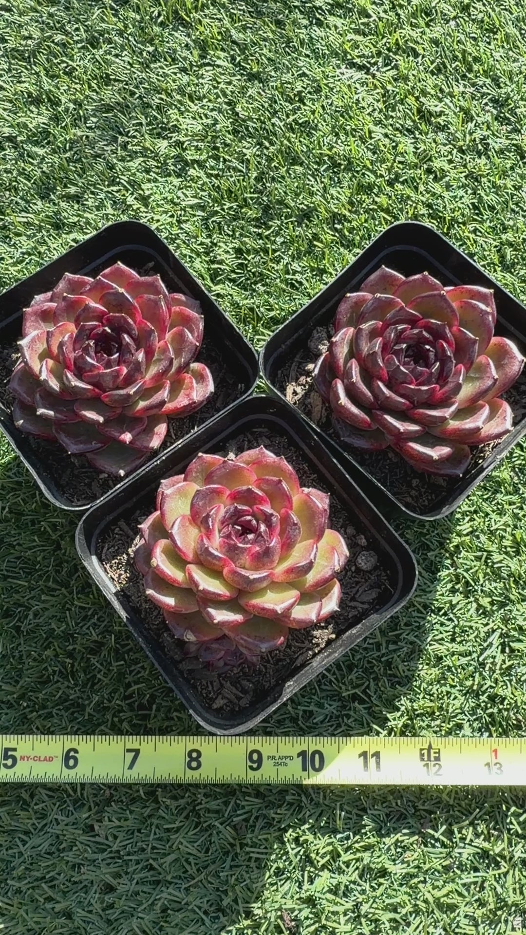 Rare Icelandic Coffee Succulent | Imported Live Succulent, Ca. Acclimated