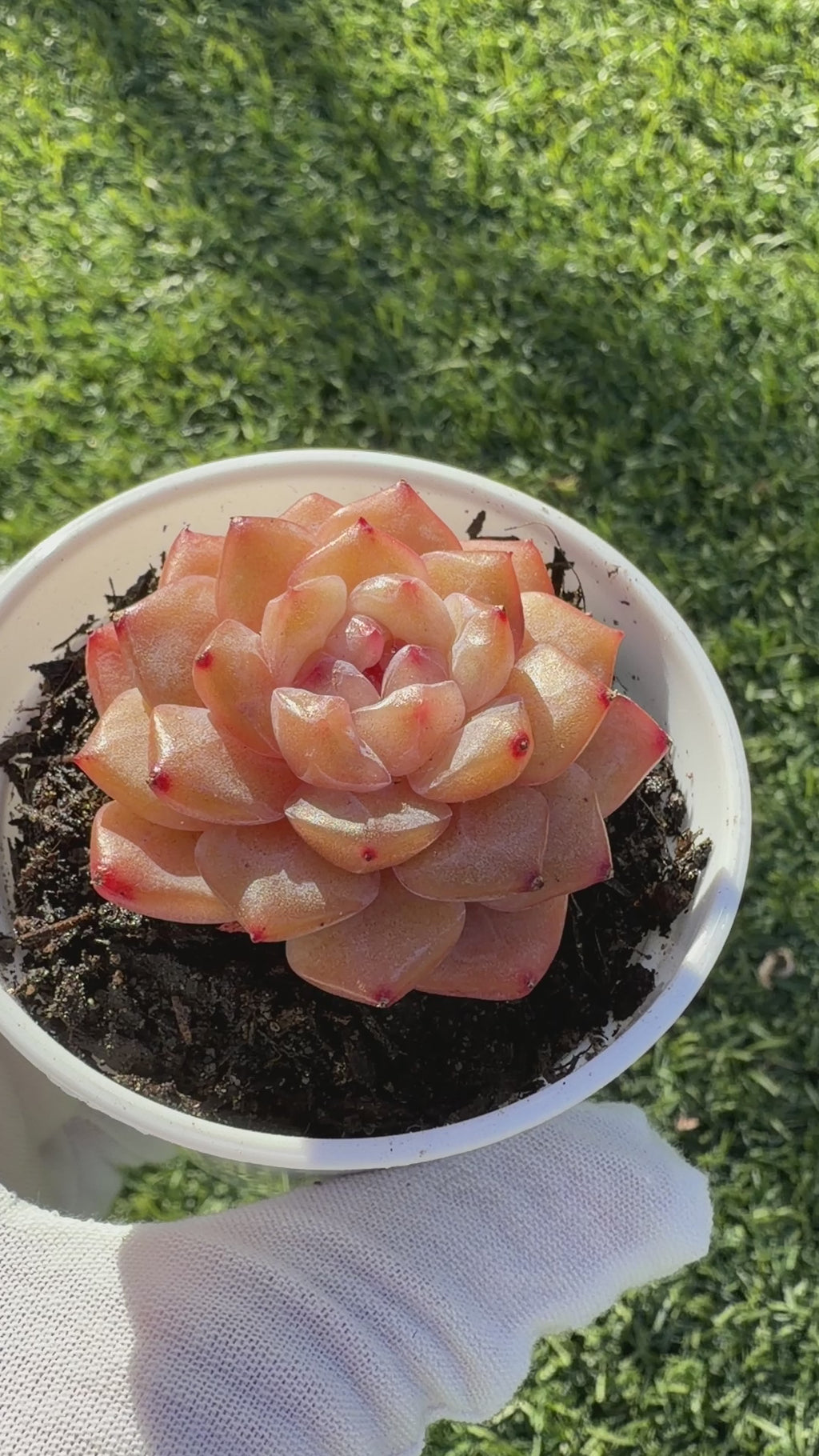 Rare Echeveria Jenny Series Succulent | Imported | Rooted 3” Live Plant | USDA-APHIS Legal | Shipped from California