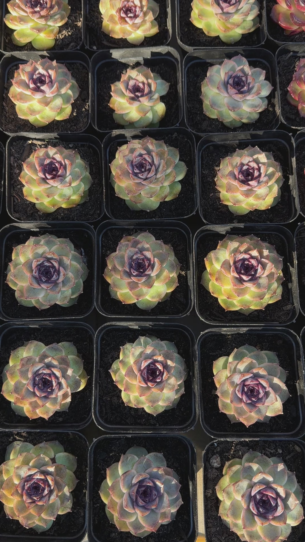 Rare Echeveria 'Superior Treasure' — Deep Rose & Plum Rosette Succulent (Collector Grade)