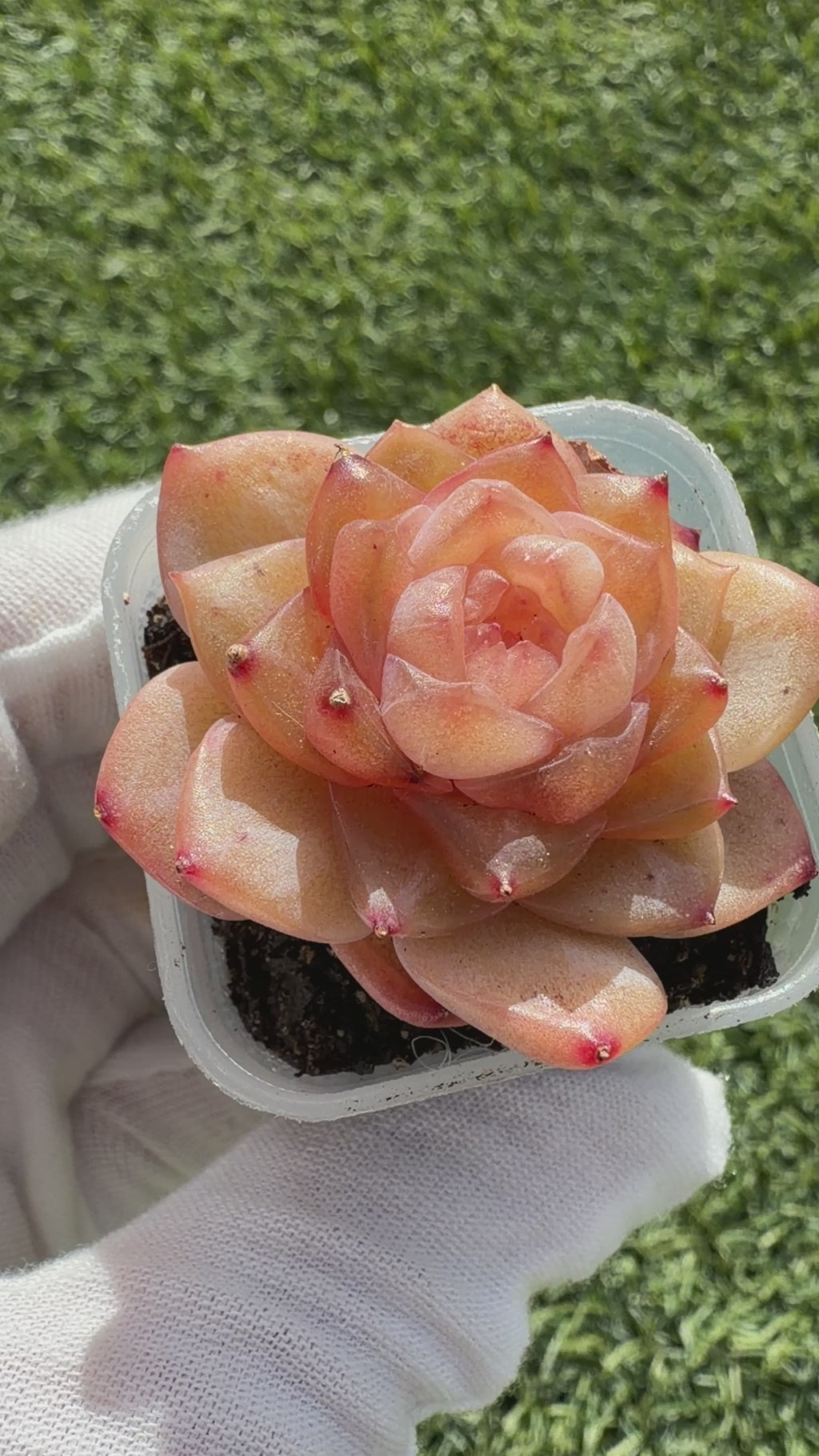 Jenny Series Echeveria – Rare Succulent, Legally Imported & Acclimated in California