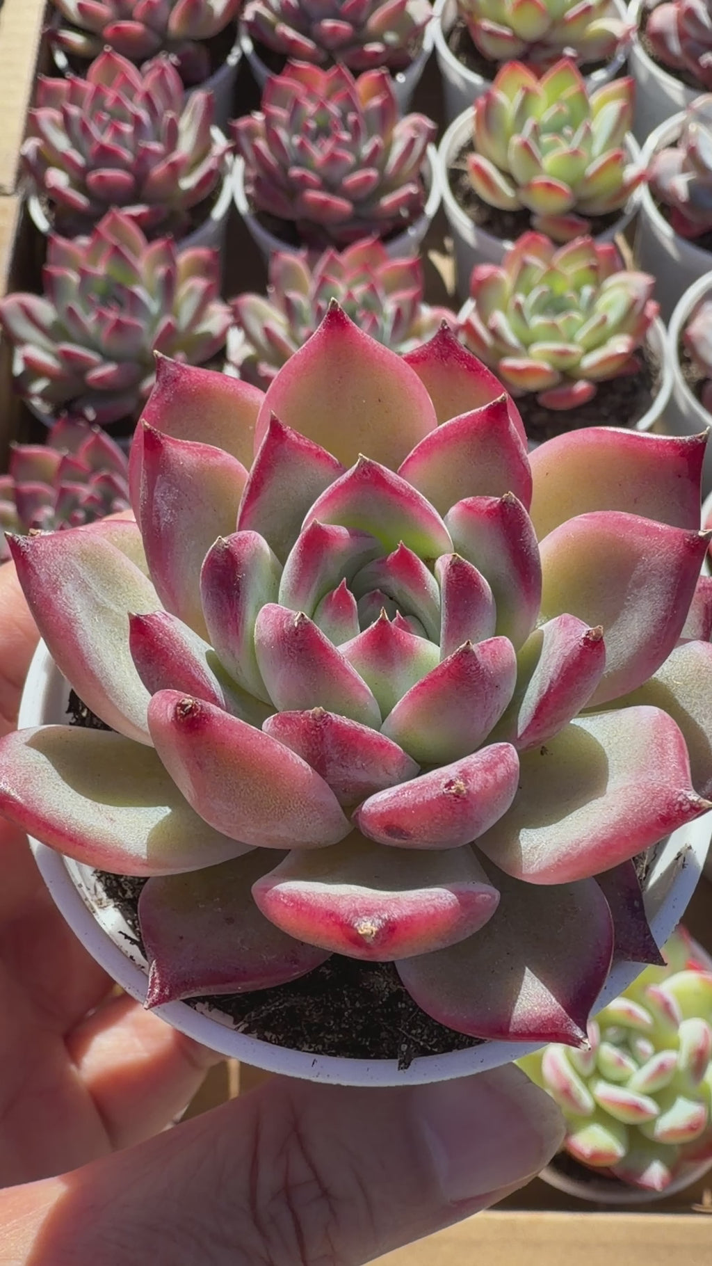 Echeveria ‘Pull Sugar’ – Rare Imported Succulent