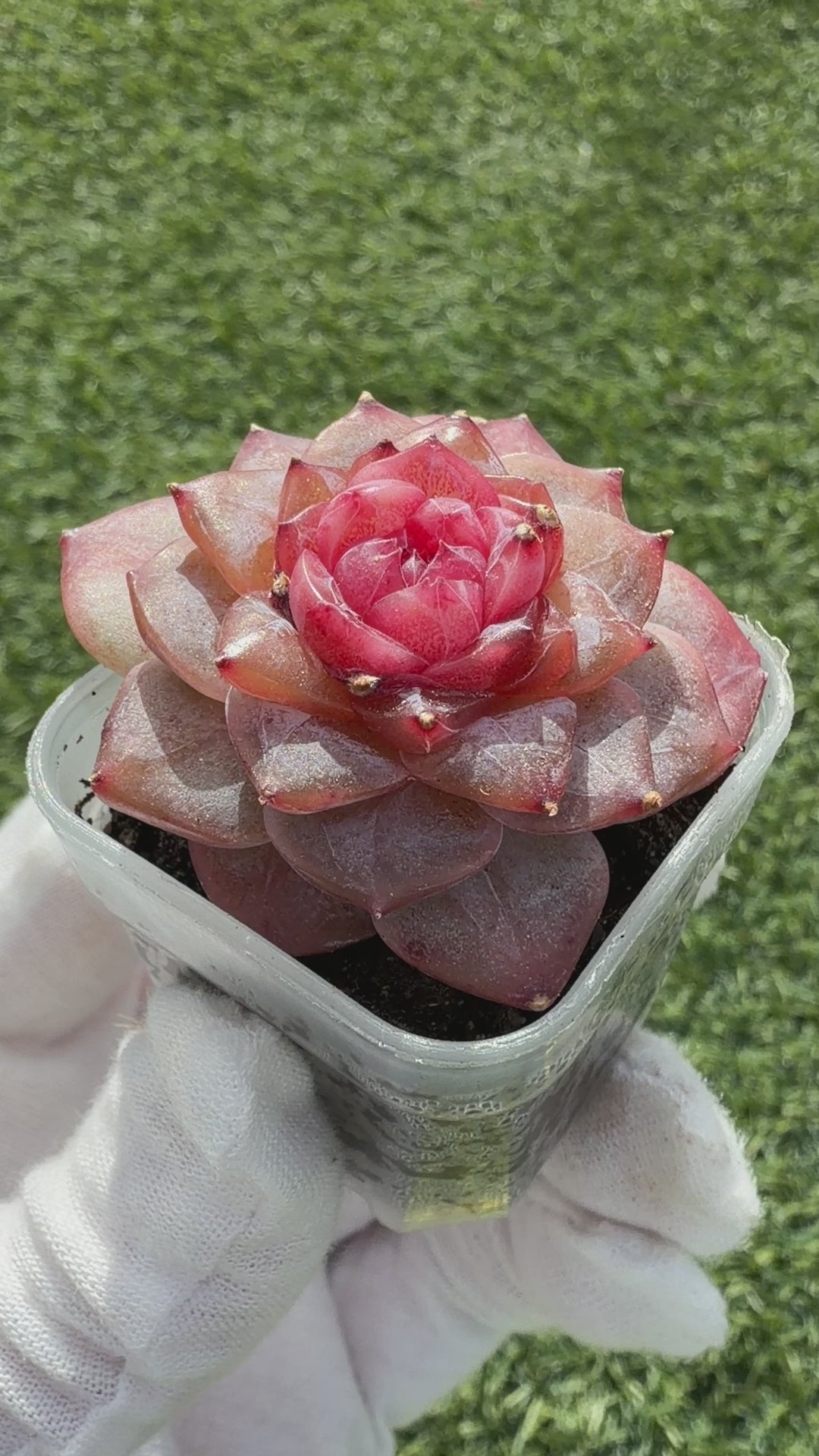 Echeveria Jenny Series Succulent – Vibrant Pink Rosette, Farm‑Grown at Huamoo Amigo, Fast CA Shipping