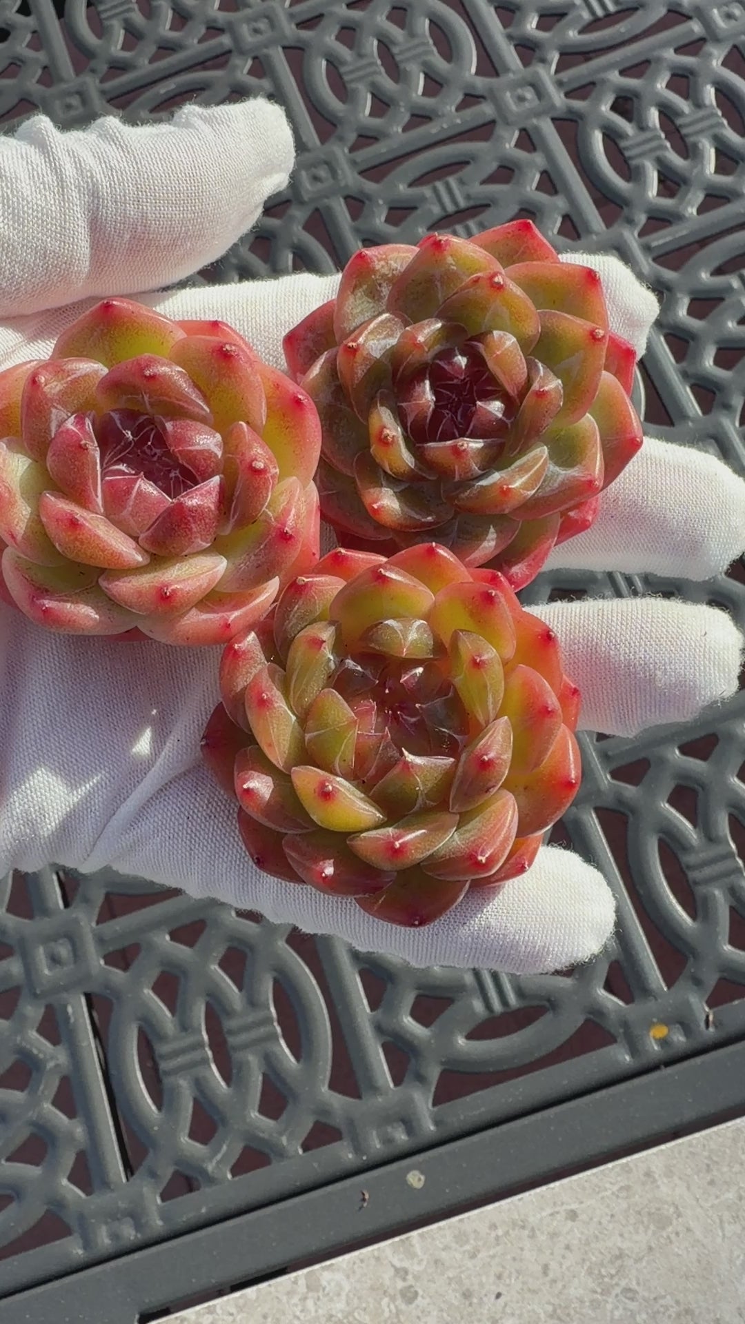 Rare Echeveria Sweetheart Series — Vibrant Orange Rosette Succulent | Huamoo Amigo